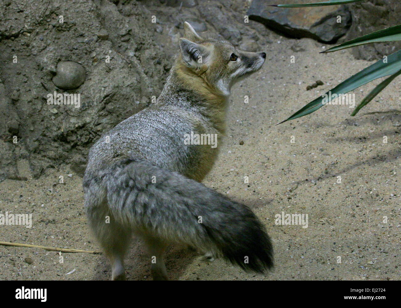 Swift fox ( Vulpes velox), native to grasslands of the Northern USA and Southern Canada Stock Photo