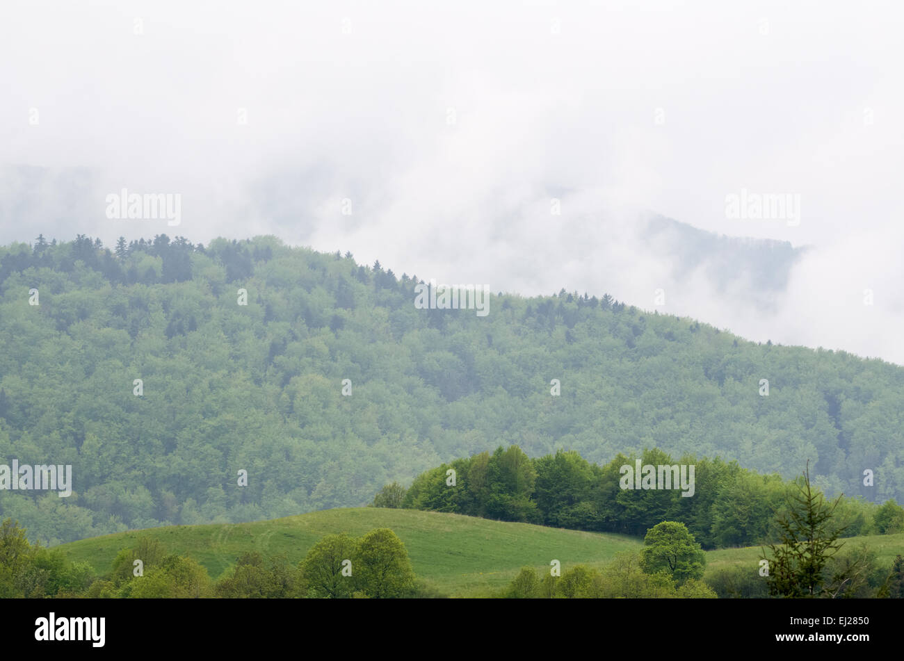 Foggy Mountain Landscape with Green Spring Forest after Rain Stock Photo