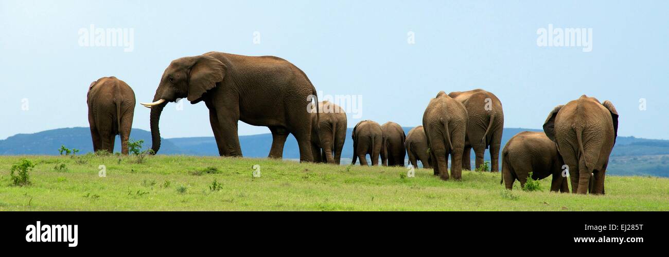South Africa, Eastern Cape, Addo Elephant National Park, African elephant (Loxodonta africana) Stock Photo