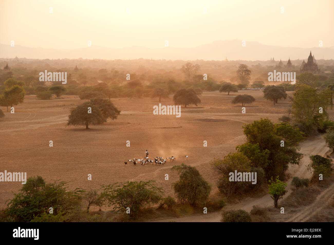 Burmese farmers herd their cattle across the dusty Bagan plain at sunset in Myanmar Burma Stock Photo