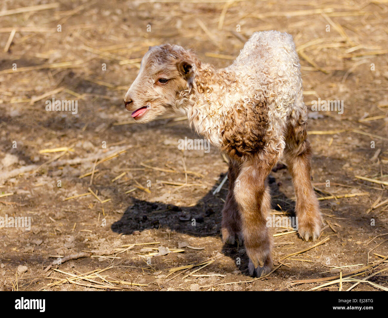 Hungarian racka lamb Stock Photo