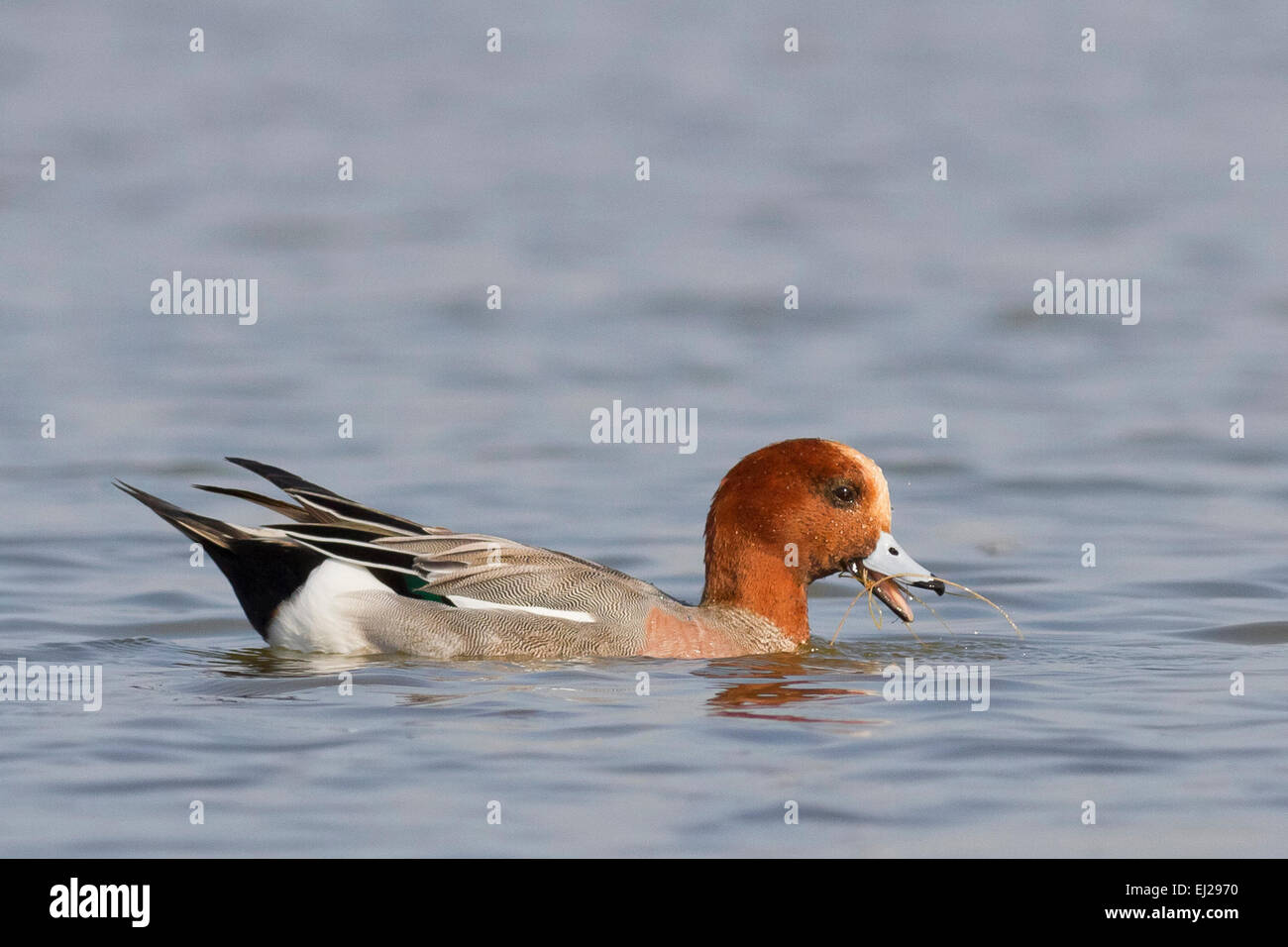 Eurasian Wigeon (Mareca penelope) male feeding on water Stock Photo