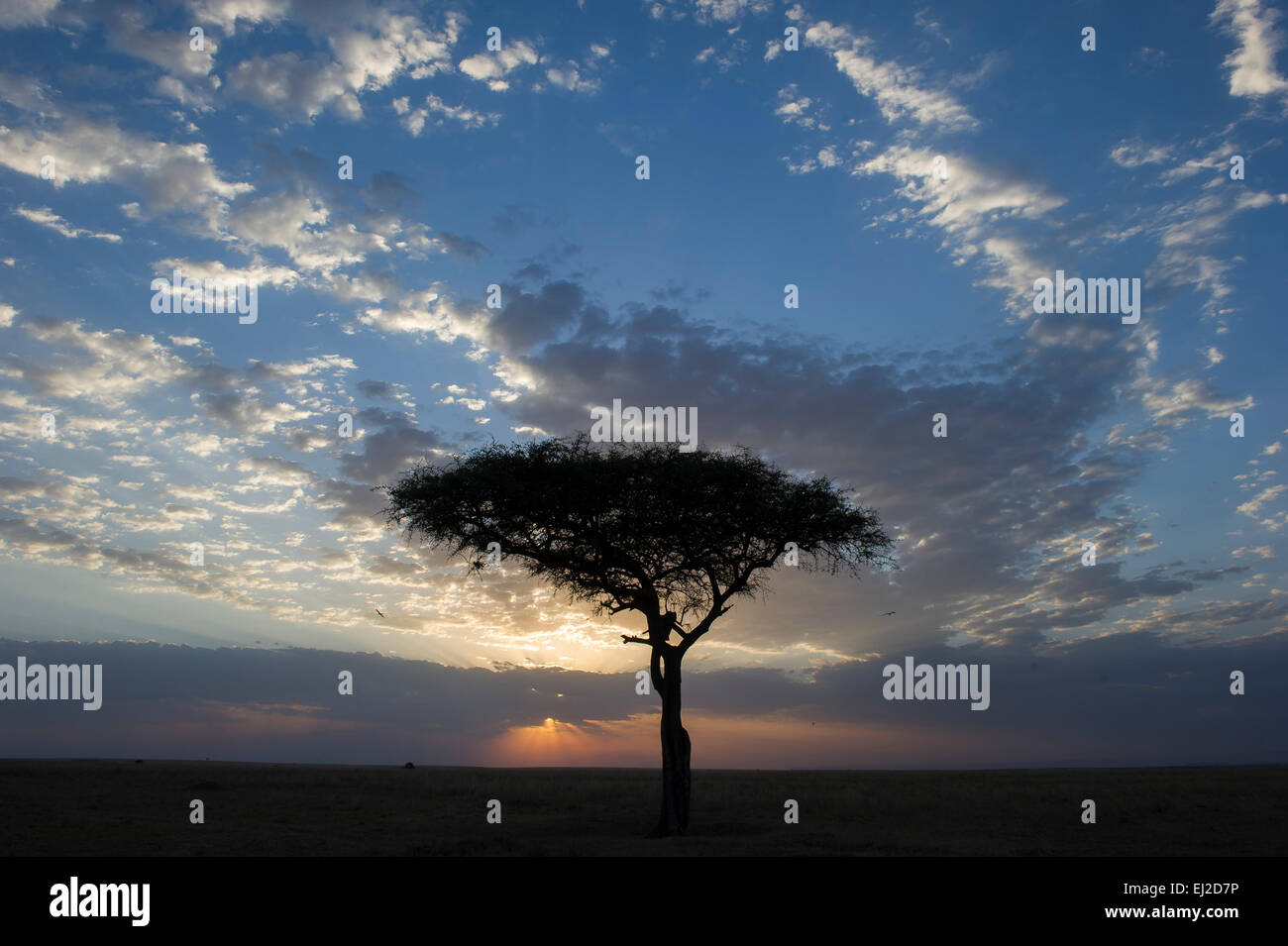 Massai mara sunset hi-res stock photography and images - Alamy