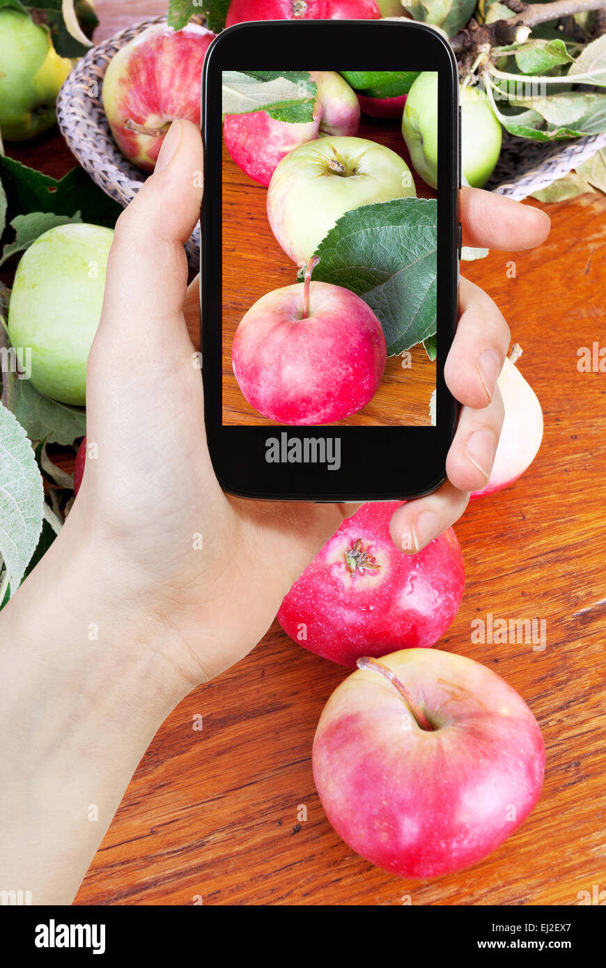 photographing food concept - tourist takes picture of fresh green leaves and red apples on wooden table on smartphone, Stock Photo