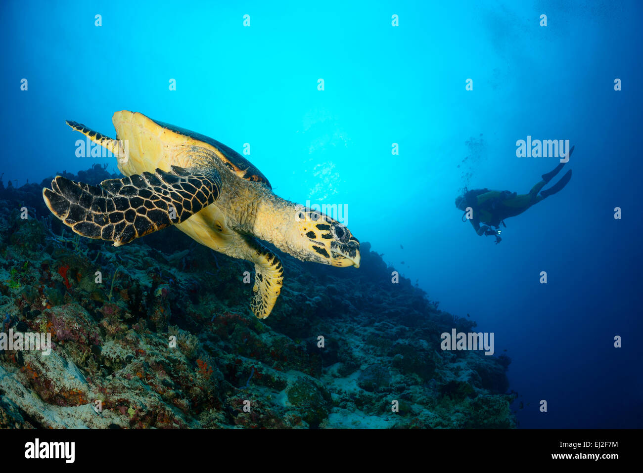 Hawksbill sea turtle maldives baa atoll hi-res stock photography and ...