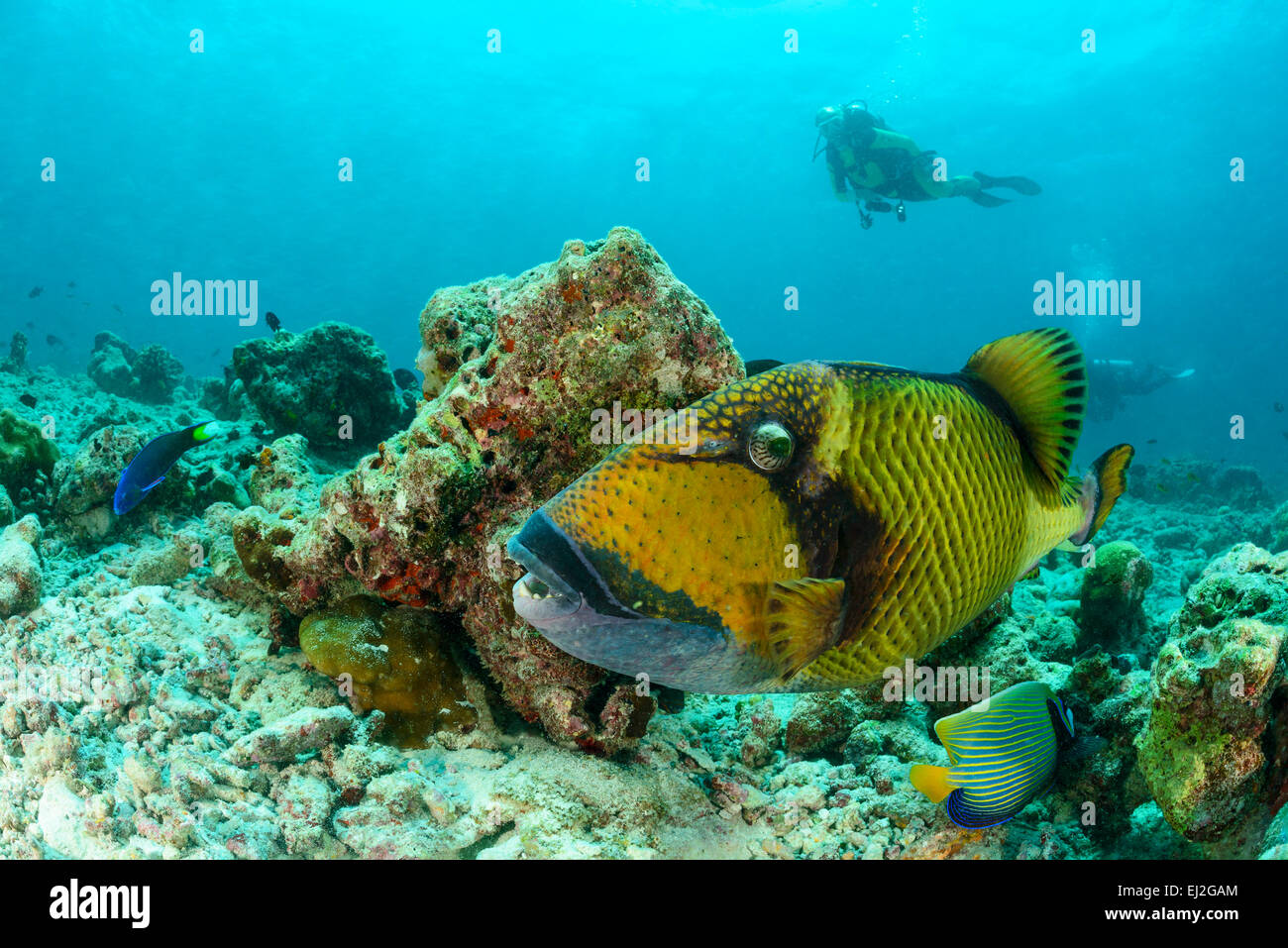 Balistes viridescens, Giant or Titan Driggerfish and scuba diver, Muthafushi Thila, Baa Atoll, Maldives, Indian Ocean Stock Photo