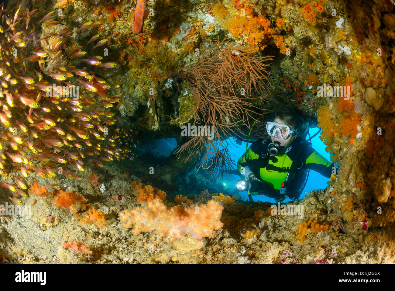 Parapriacanthus ransonneti, Pygmy Sweeper and scuba diver, Baa Atoll, Maldives, Indian Ocean Stock Photo