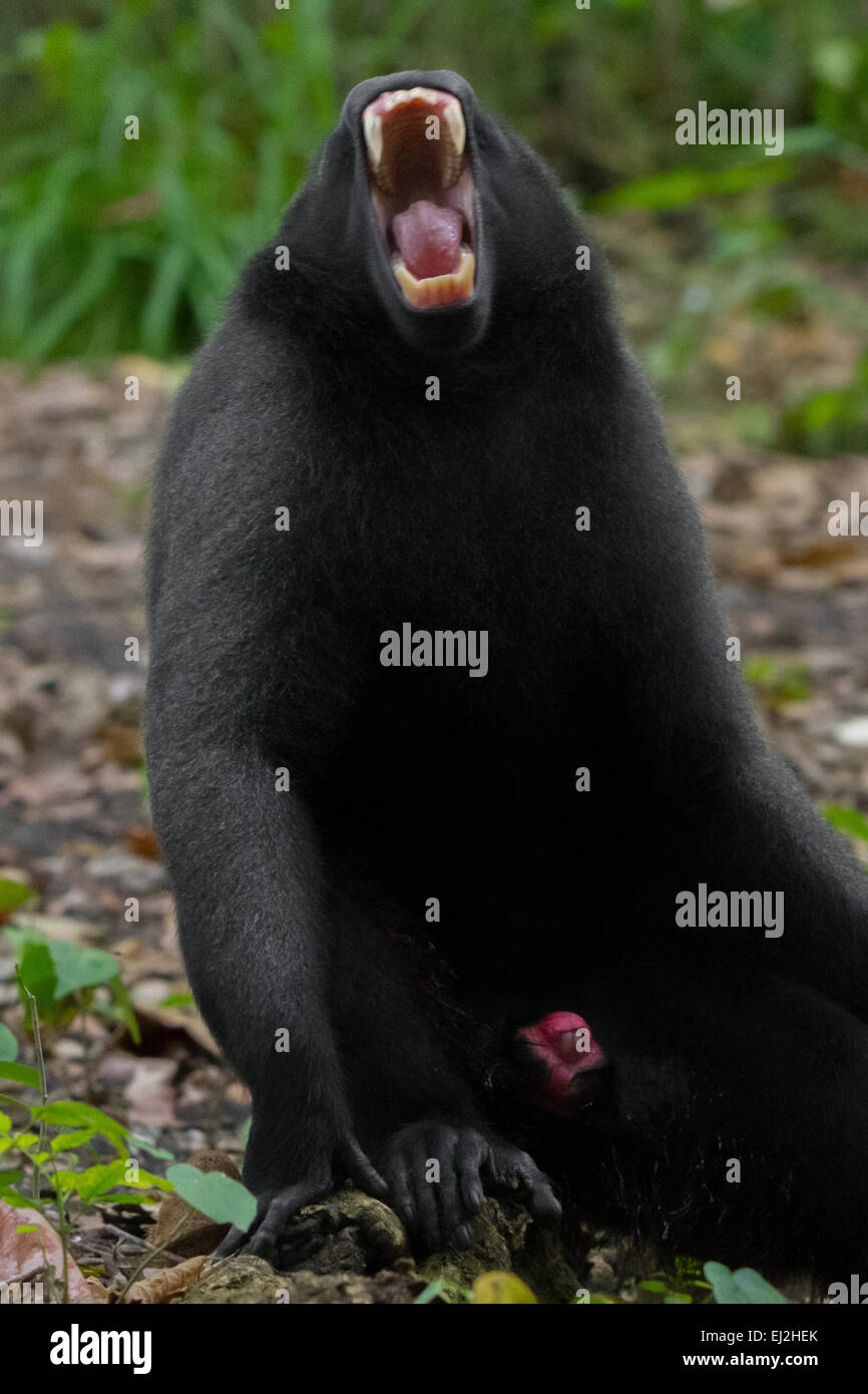 A crested-black macaque (Macaca nigra) is showing a scream-like, wide-opening mouth display in Tangkoko forest, North Sulawesi, Indonesia. Stock Photo