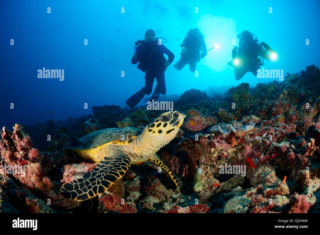 Hawksbill sea turtle maldives baa atoll hi-res stock photography and ...