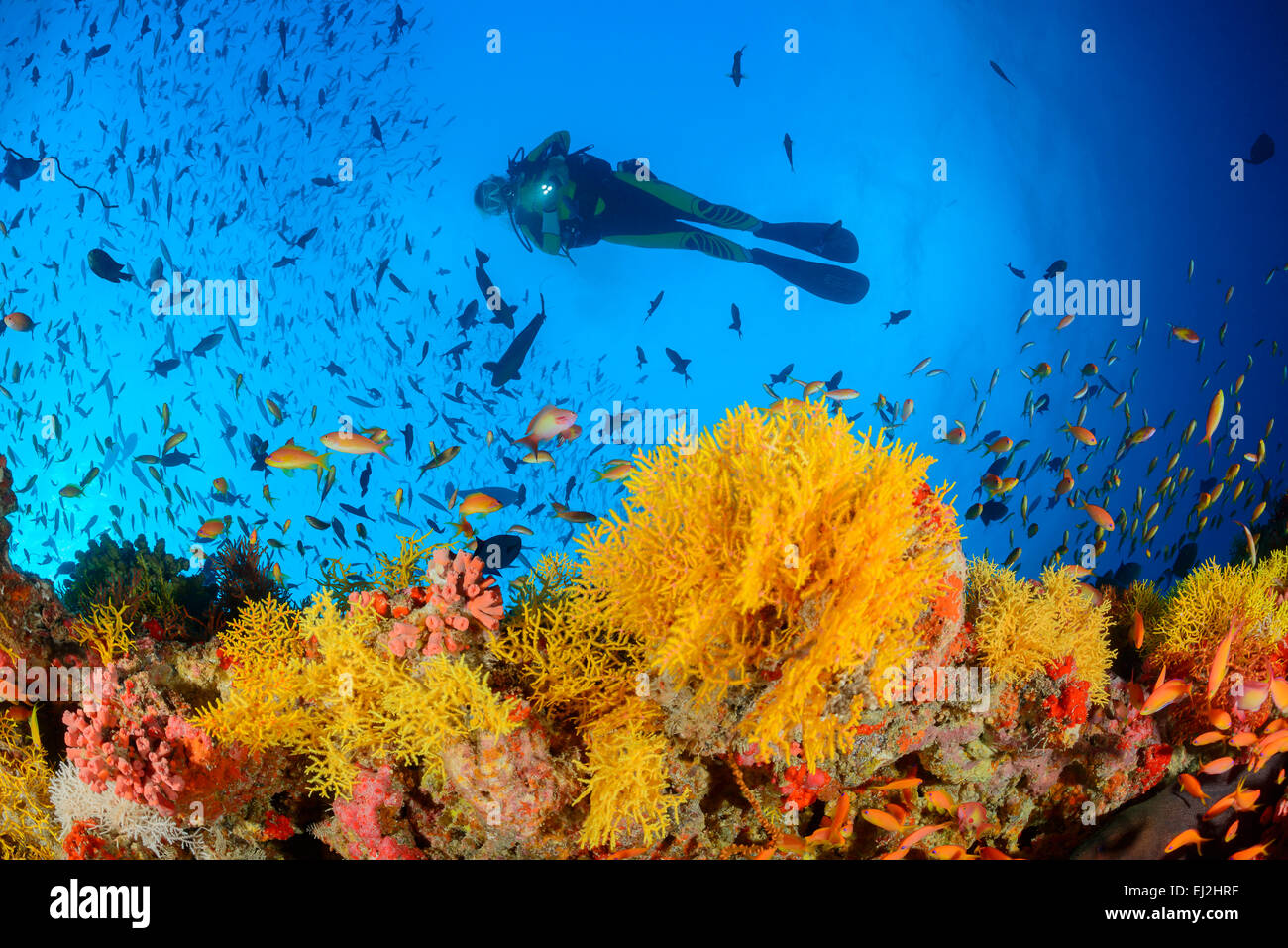 Acabaria sp., Coral reef with Yellow fan coral and scuba diver, Muthafushi Thila, Baa Atoll, Maldives, Indian Ocean Stock Photo