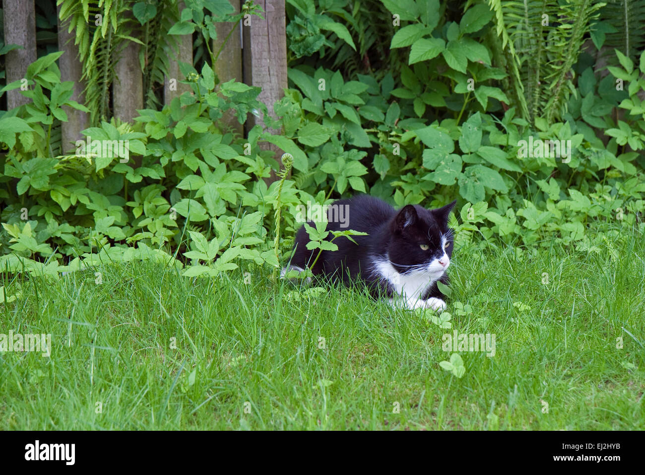 Black and white cat in the grass Stock Photo - Alamy