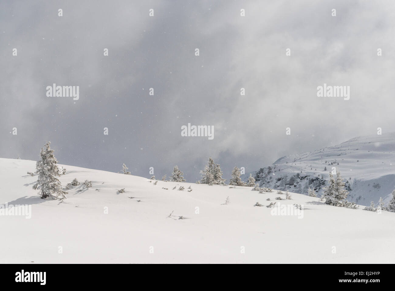 Winter snow scene with snow covered trees in the mountains near Alpbach in the Austrian Tyrol Stock Photo