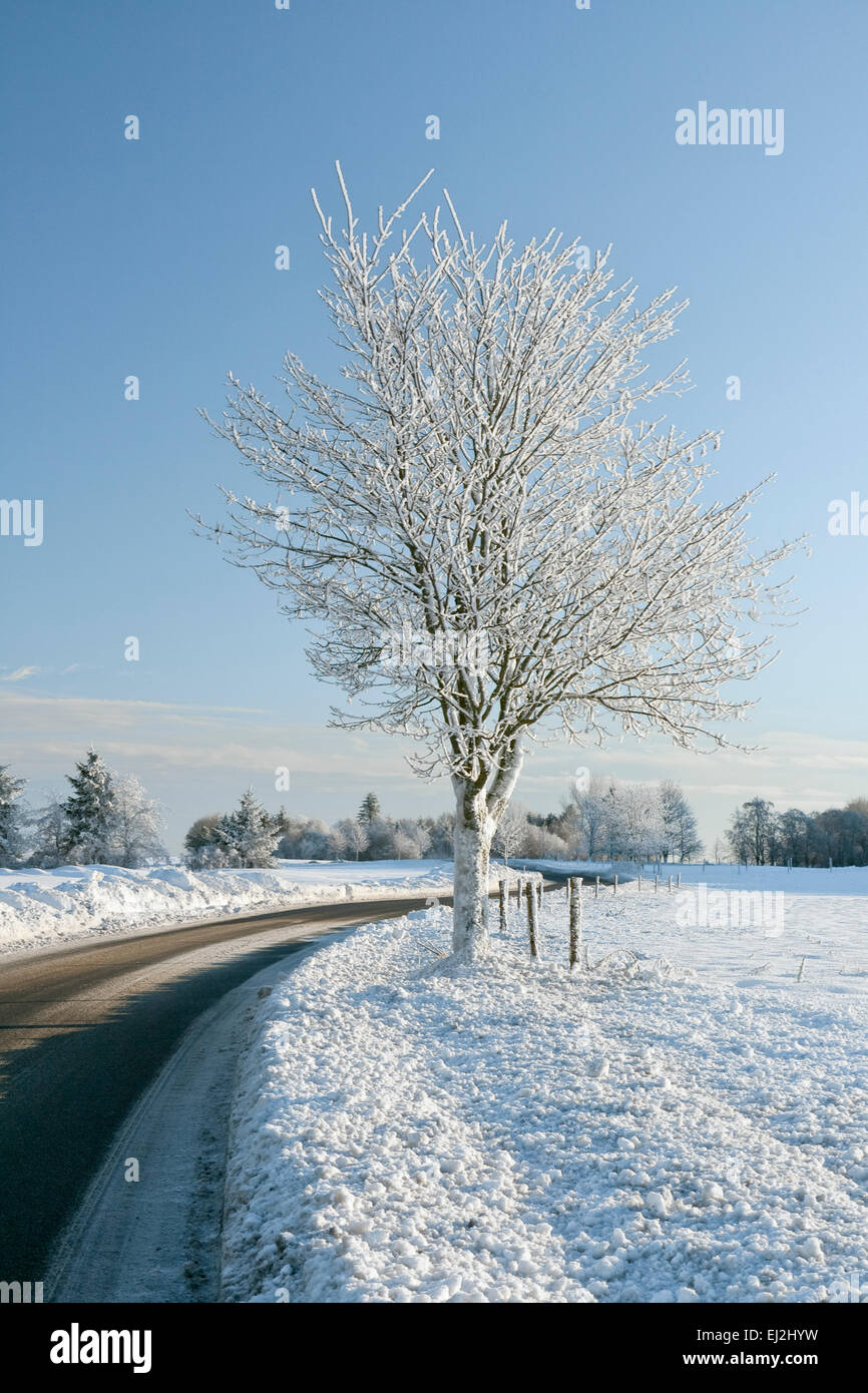 Lonely tree small road hi-res stock photography and images - Alamy