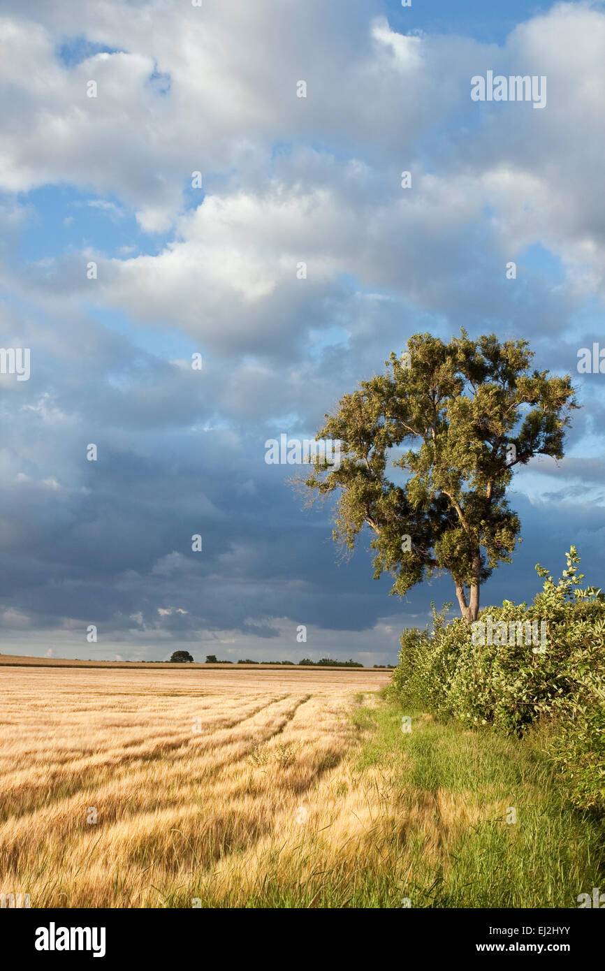 Lonely tree in a corn field. Can be used as background Stock Photo - Alamy