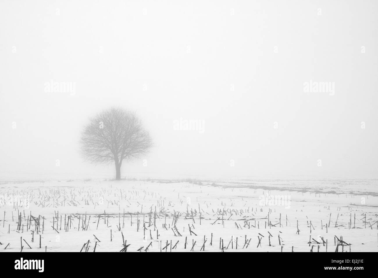Black and white photo of a tree in a corn field in fog at winter time ...