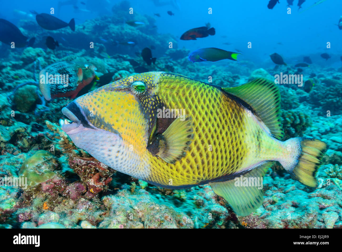 Balistes viridescens Balistoides viridescens, Giant or Titan Driggerfish, Hafsha Thila, Ari Atoll, Maldives, Indian Ocean Stock Photo