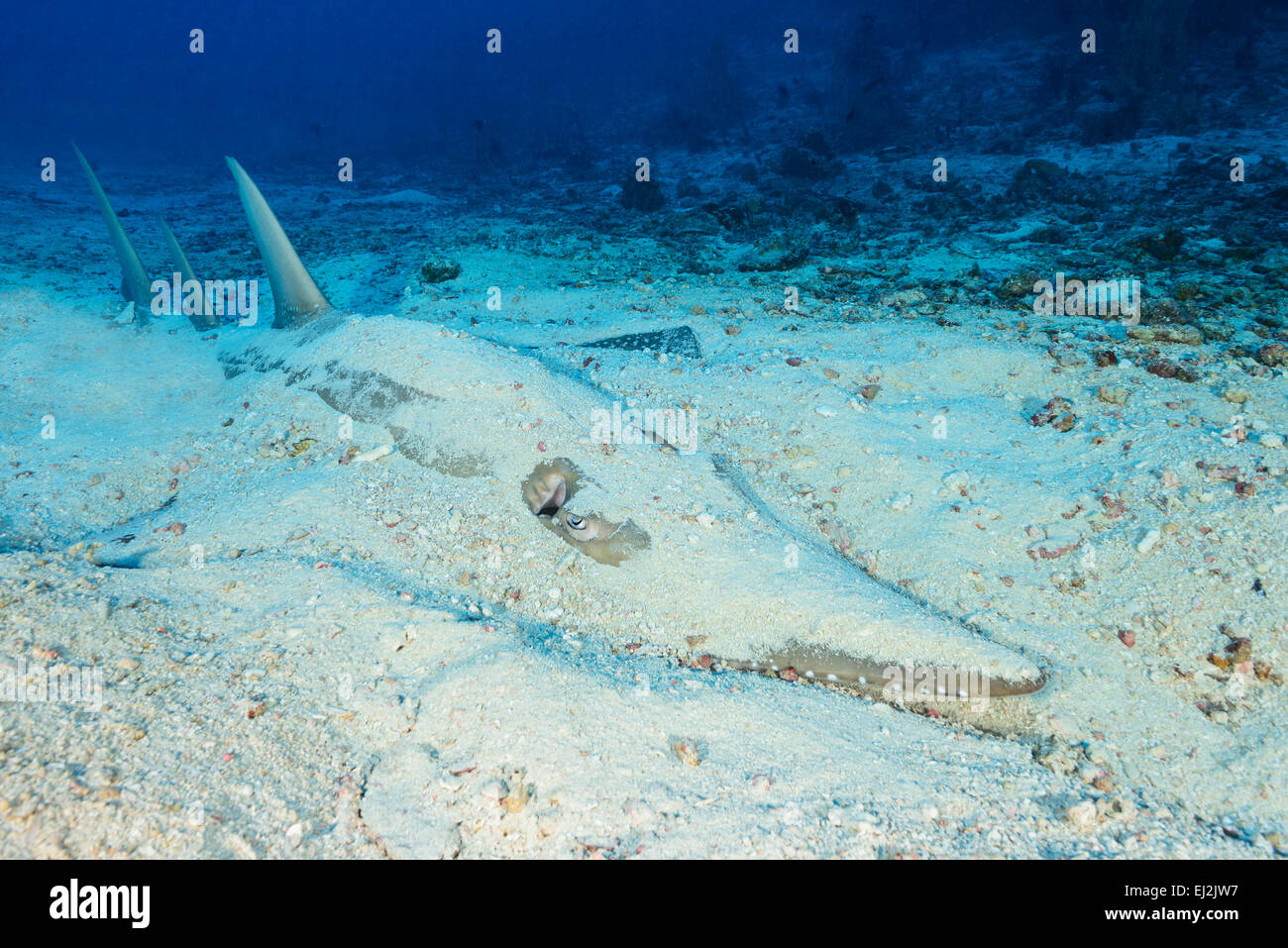 Rhynchobatus djiddensis, Giant guitarfish, Fish Head, Ari Atoll, Maldives, Indian Ocean Stock Photo