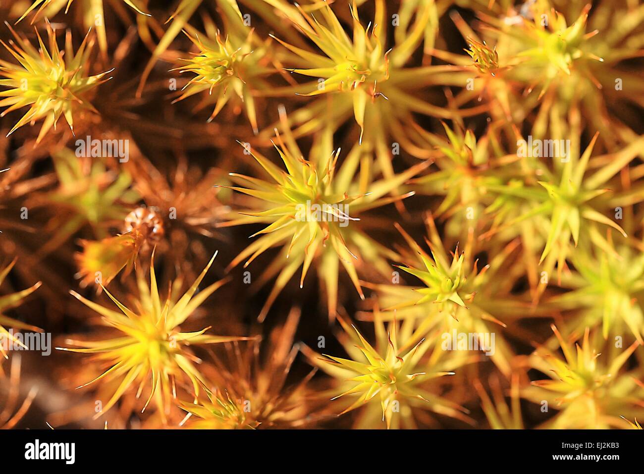 background yellow autumn forest moss Stock Photo