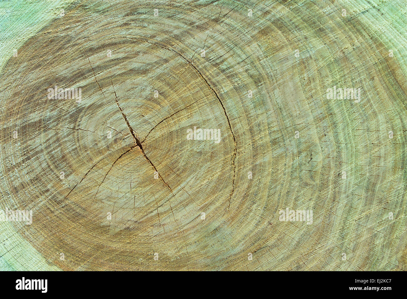 Texture of tree stump as background Stock Photo - Alamy