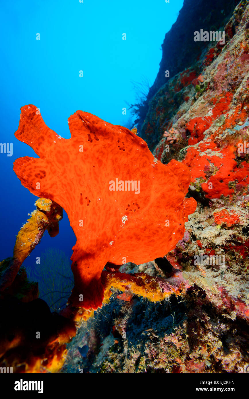 Antennarius commersonii commersoni, Commerson Frogfish, Giant Anglerfisch, Ari Atoll, Maldives, Indian Ocean Stock Photo