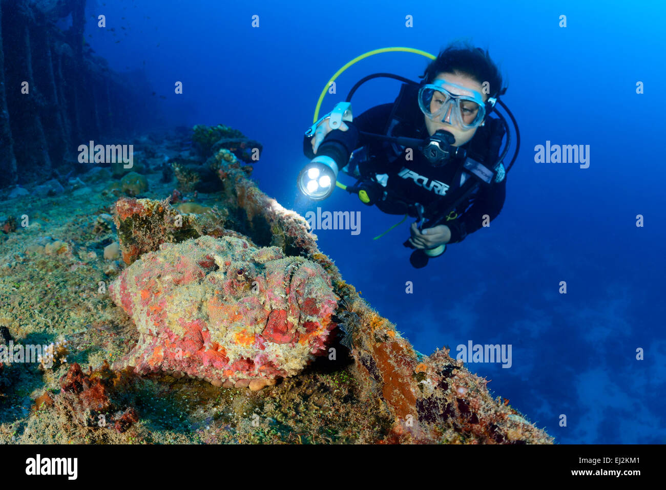 Synanceia verrucosa, scuba diver with stonfisch on Shipwreck MV Kudhi Maa, Mahchafushi, Maldives, Indian Ocean Stock Photo