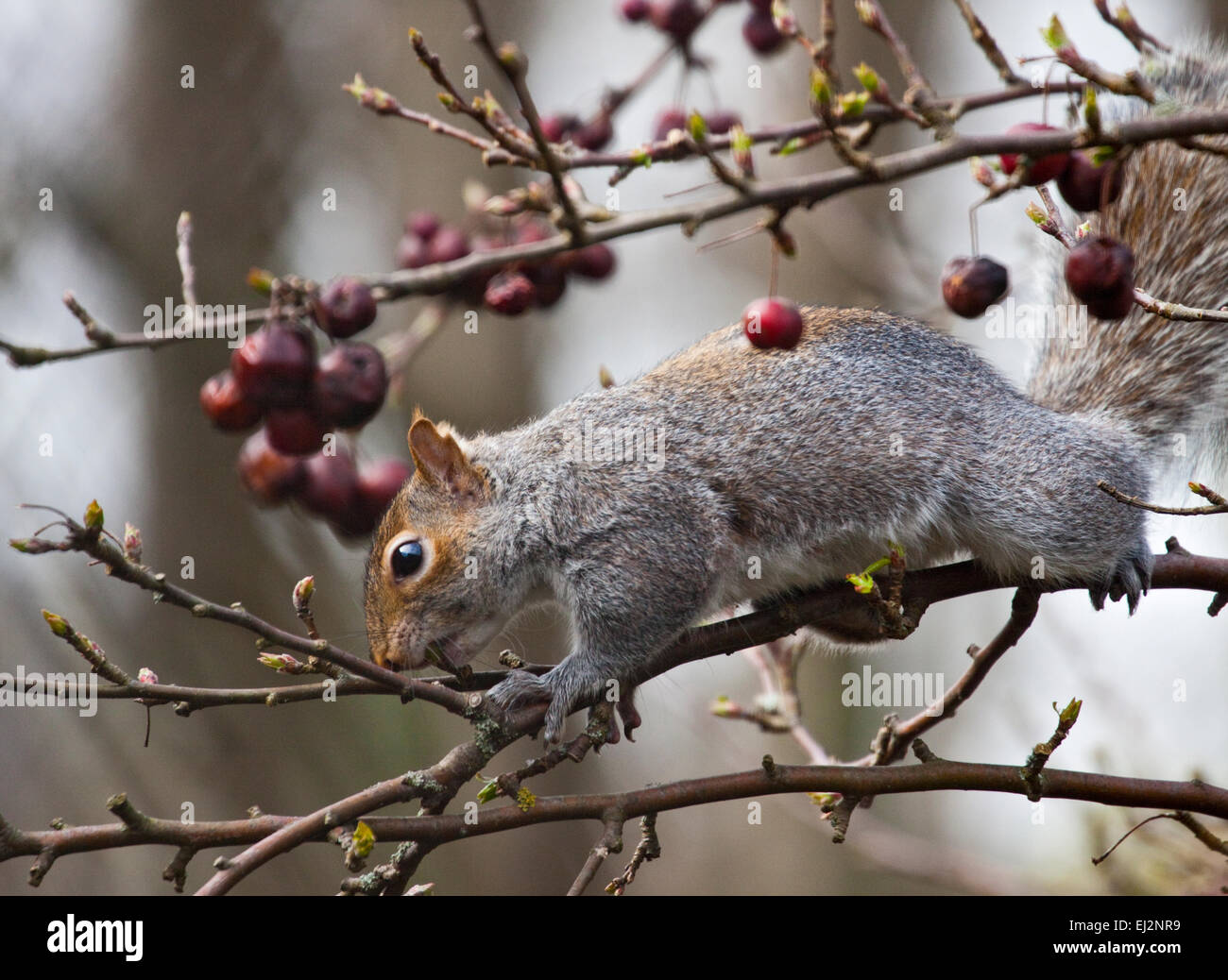 Grey Squirrel (sciurus carolinensis) eating tree shoots Stock Photo