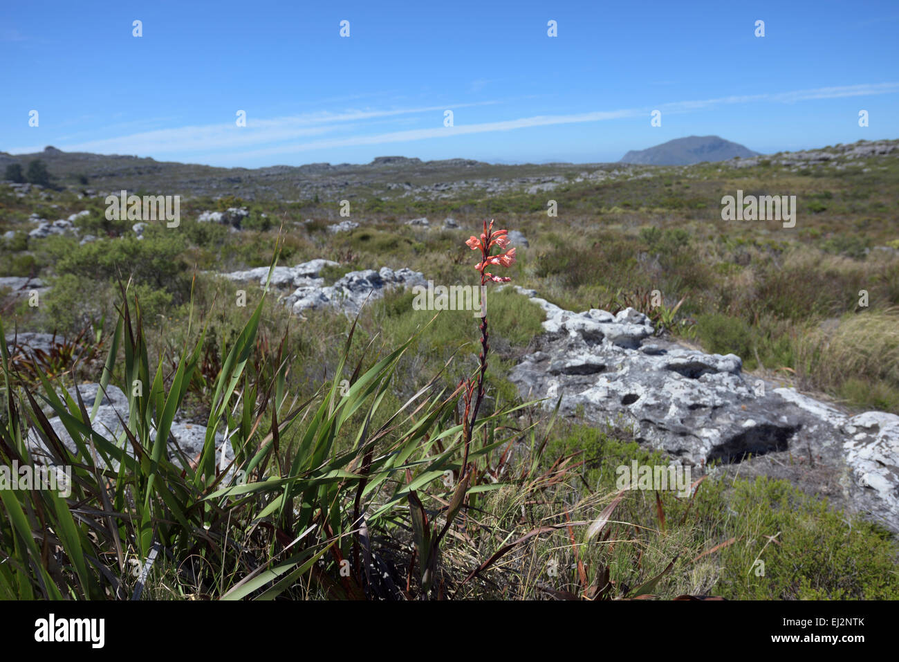 red flower Watsonia at the Table Mountain, Cape Town, South Africa Stock Photo