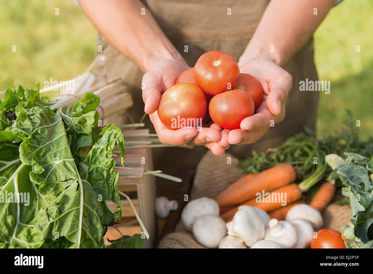 Farmer showing his organic tomatoes Stock Photo - Alamy