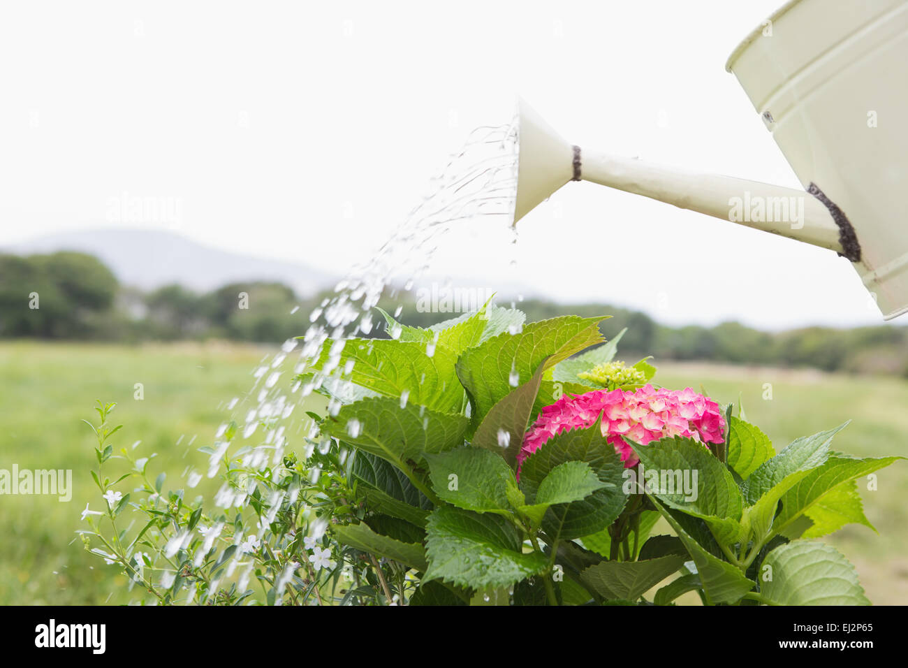 Watering can pouring water over flowers Stock Photo Alamy