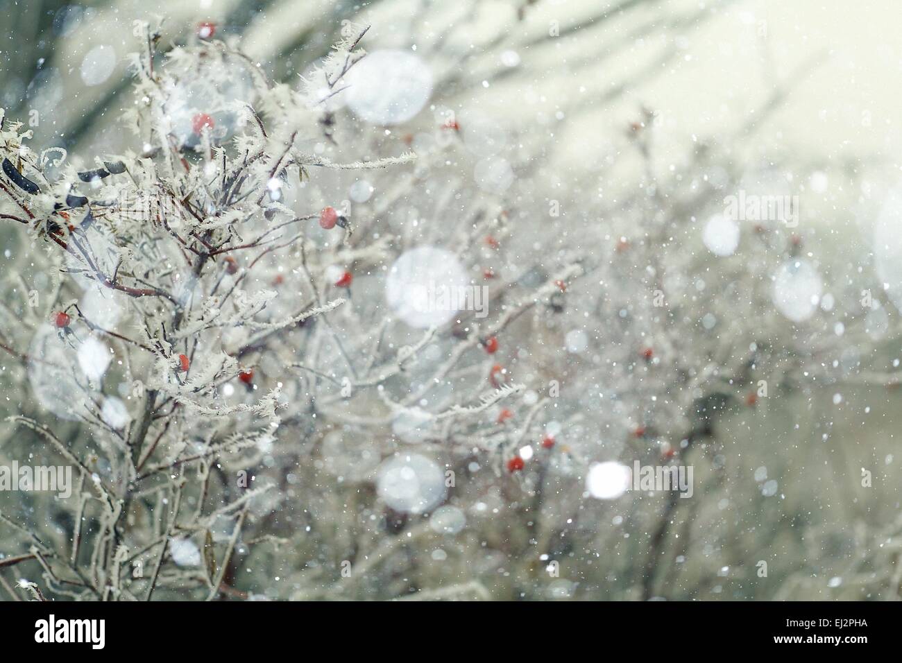 branches covered with snow winter snowfall background Stock Photo - Alamy