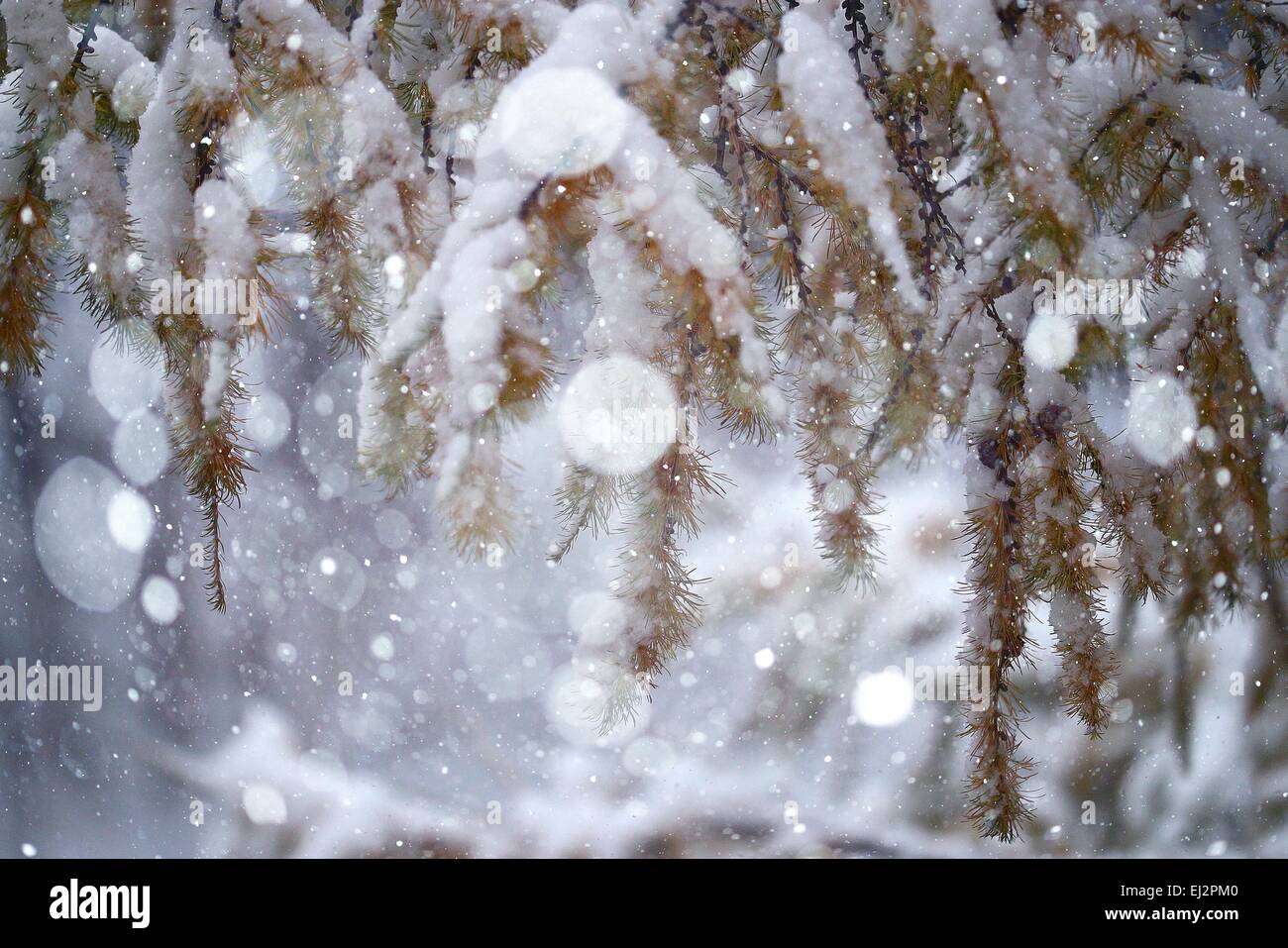 branches covered with snow winter snowfall background Stock Photo - Alamy