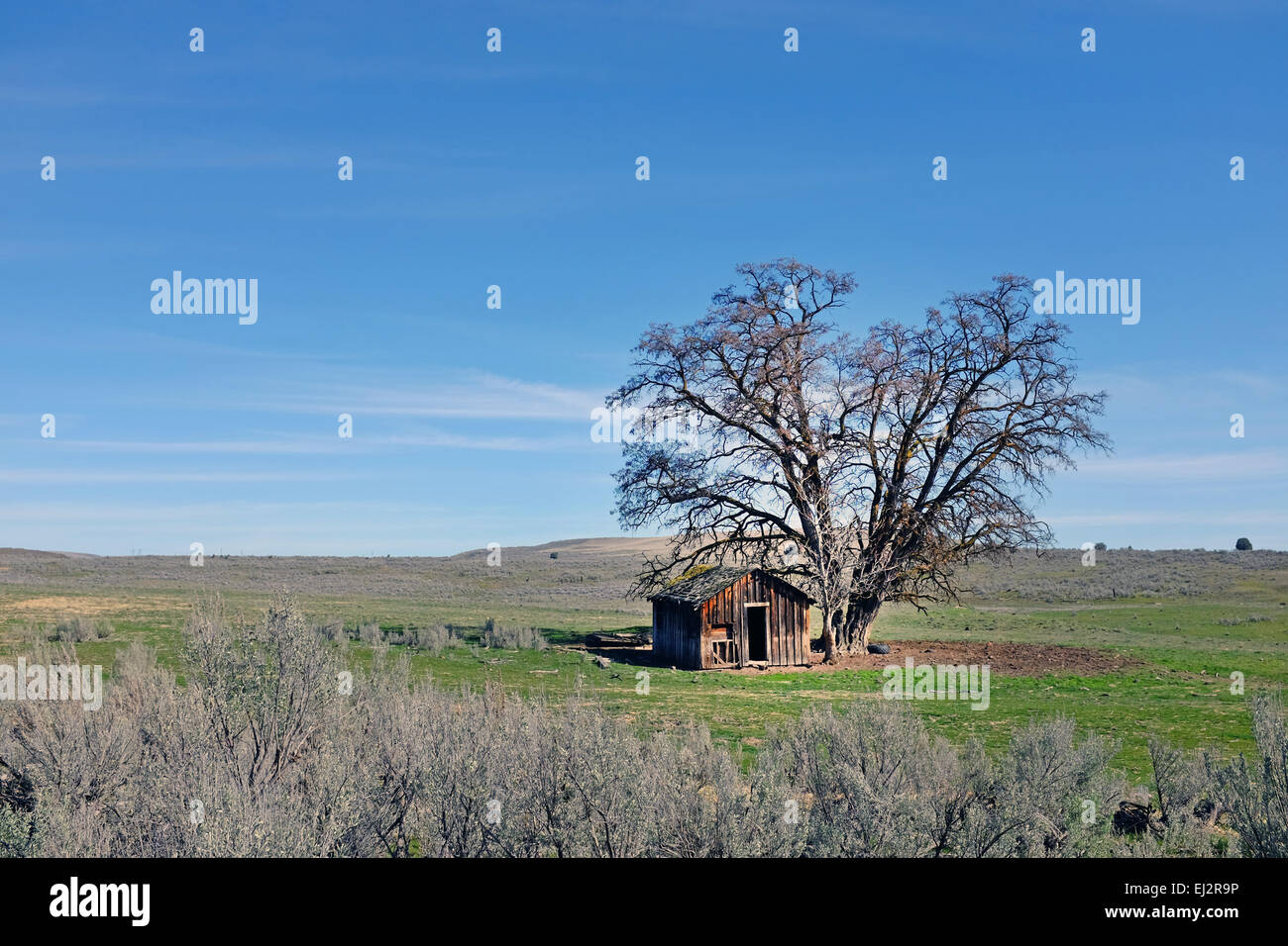 Old cottonwood tree hires stock photography and images Alamy