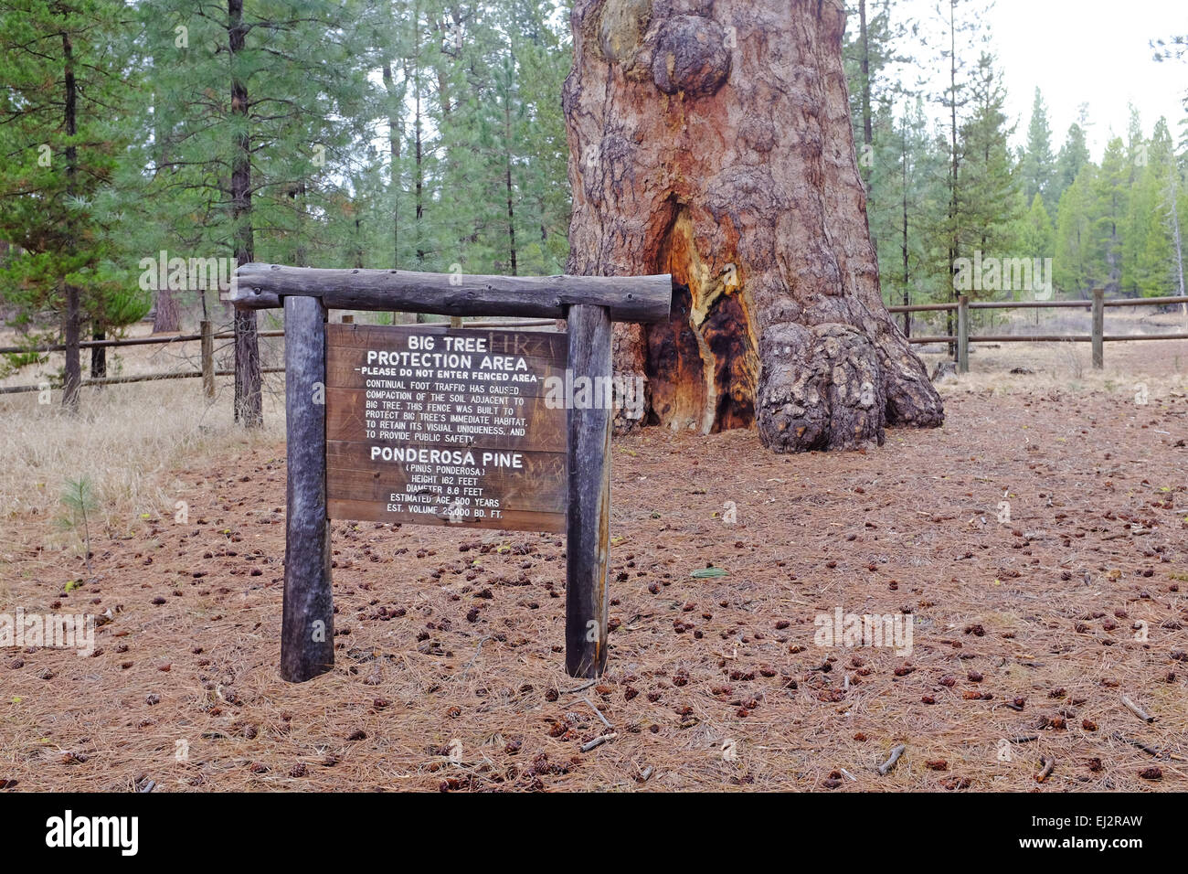 Oregon's largest ponderosa pine tree, estimated to be 500 years old, along the Deschutes River in La Pine State Park, central Or Stock Photo