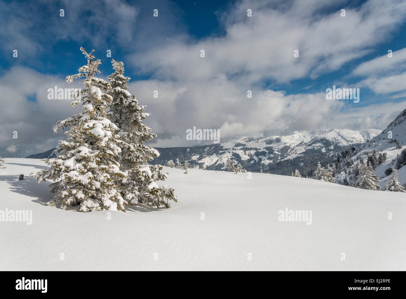 Winter snow scene with snow covered trees in the mountains near Alpbach in the Austrian Tyrol Stock Photo
