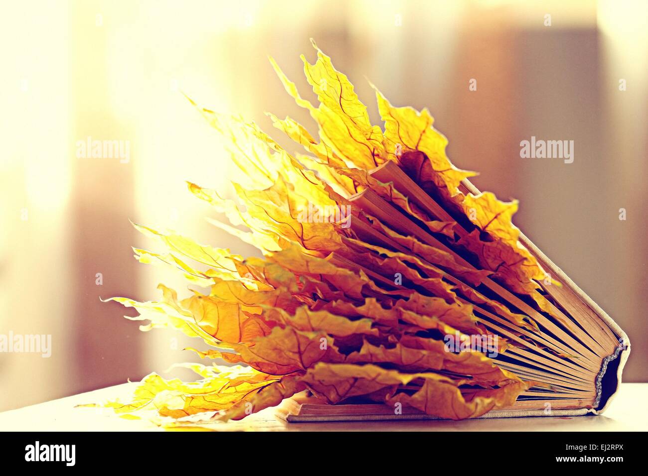 book pages yellow leaves of autumn concept Stock Photo Alamy