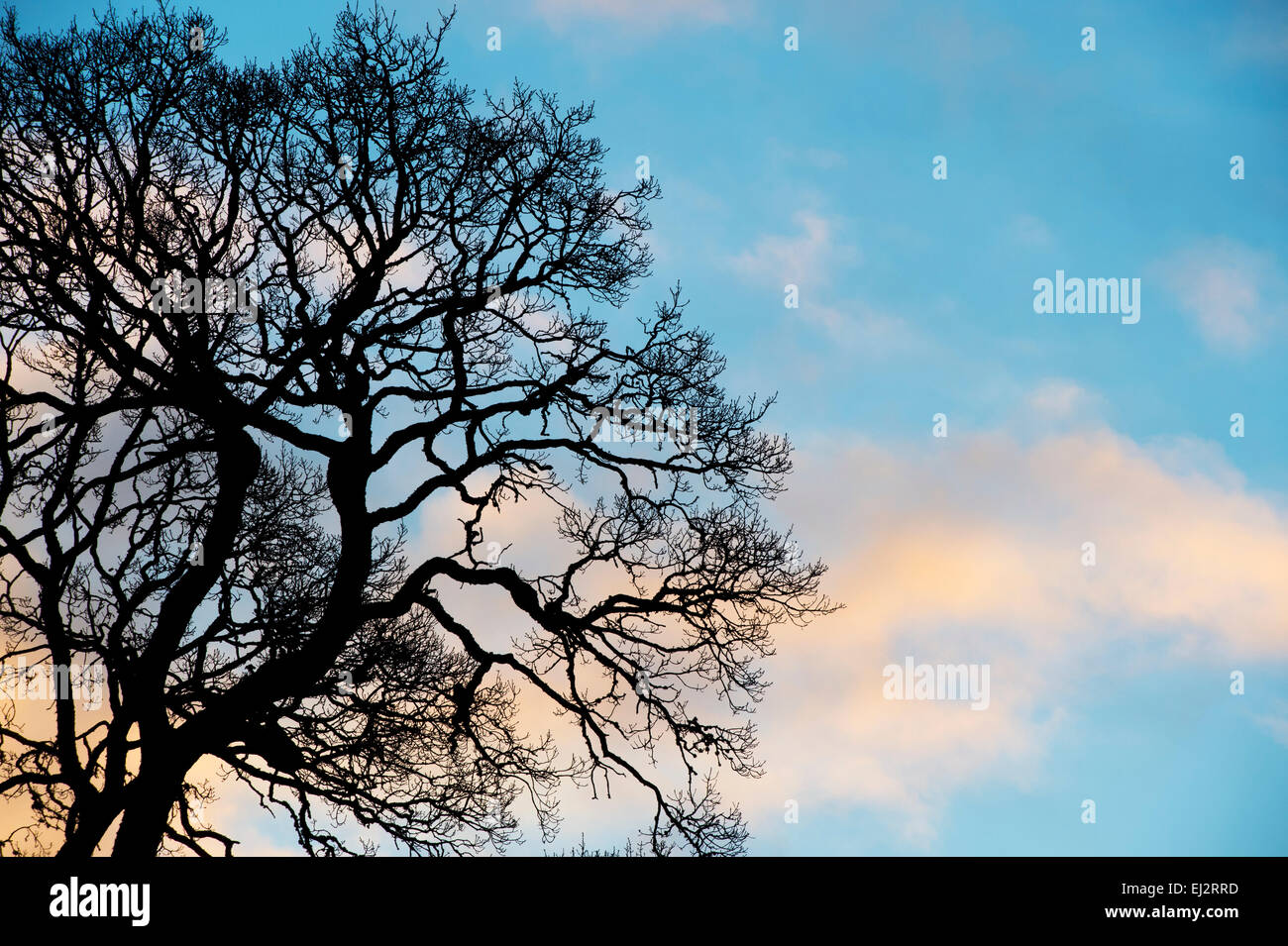 Silhouette winter oak tree at sunrise Stock Photo - Alamy