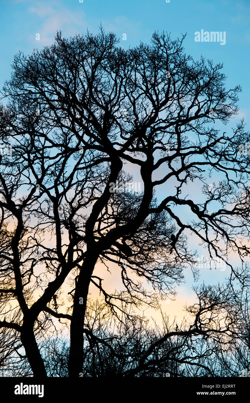 Silhouette winter oak tree at sunrise Stock Photo - Alamy