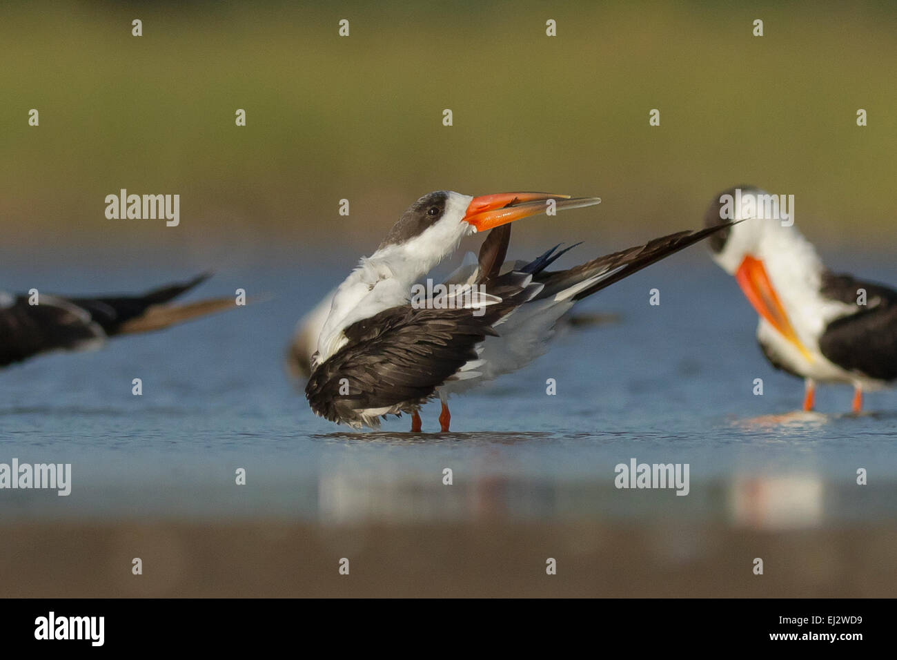 Indian skimmer or Indian scissors-bill (Rynchops albicollis) preening ...