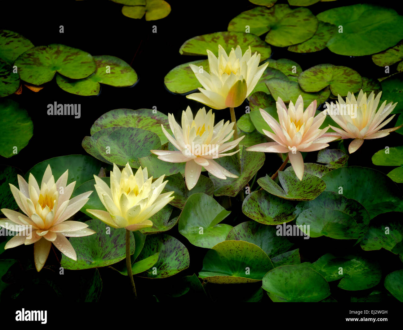 Water lilies in bloom in pond. Oregon Stock Photo