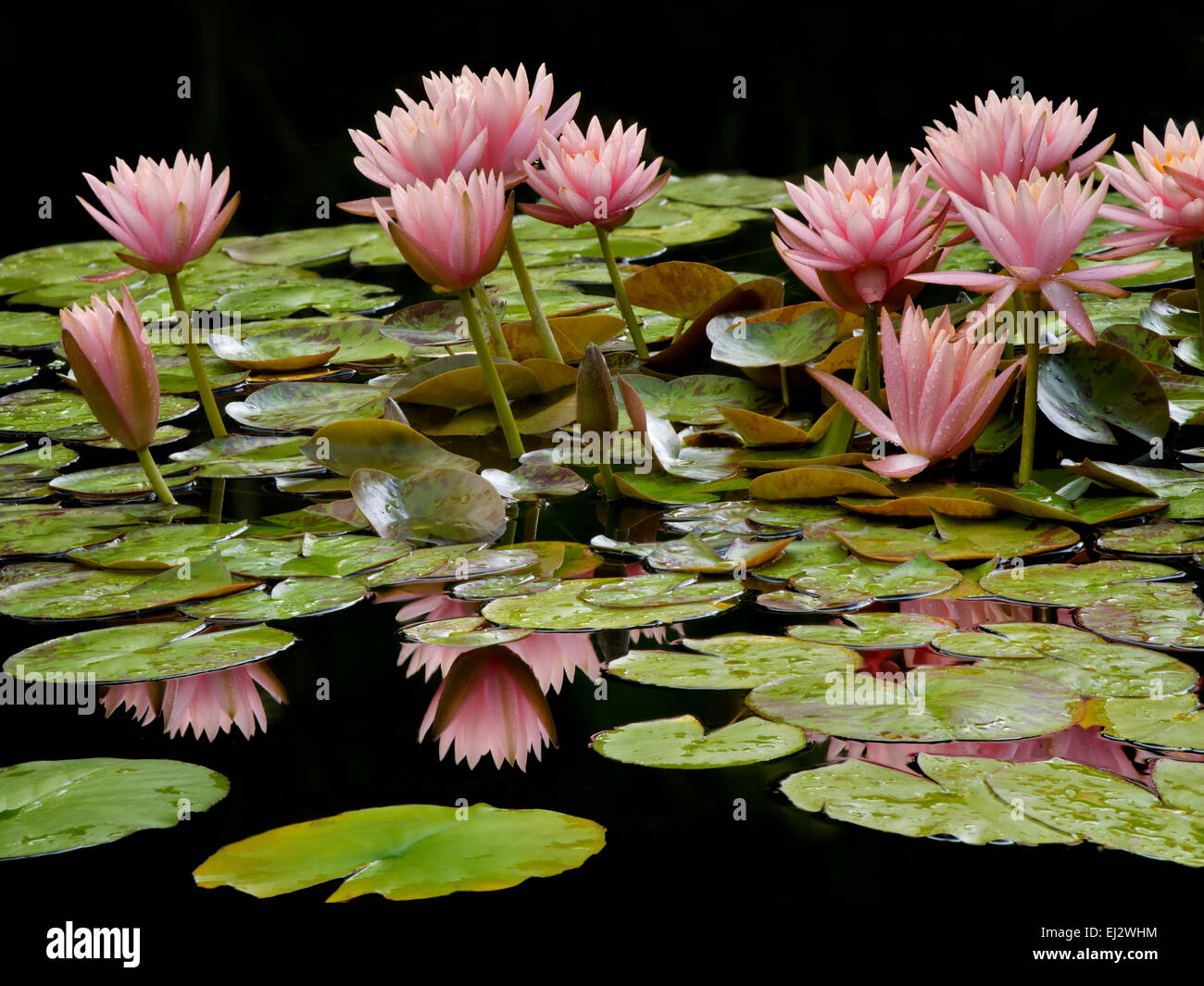 Water lilies in bloom in pond.with reflection. Oregon Stock Photo