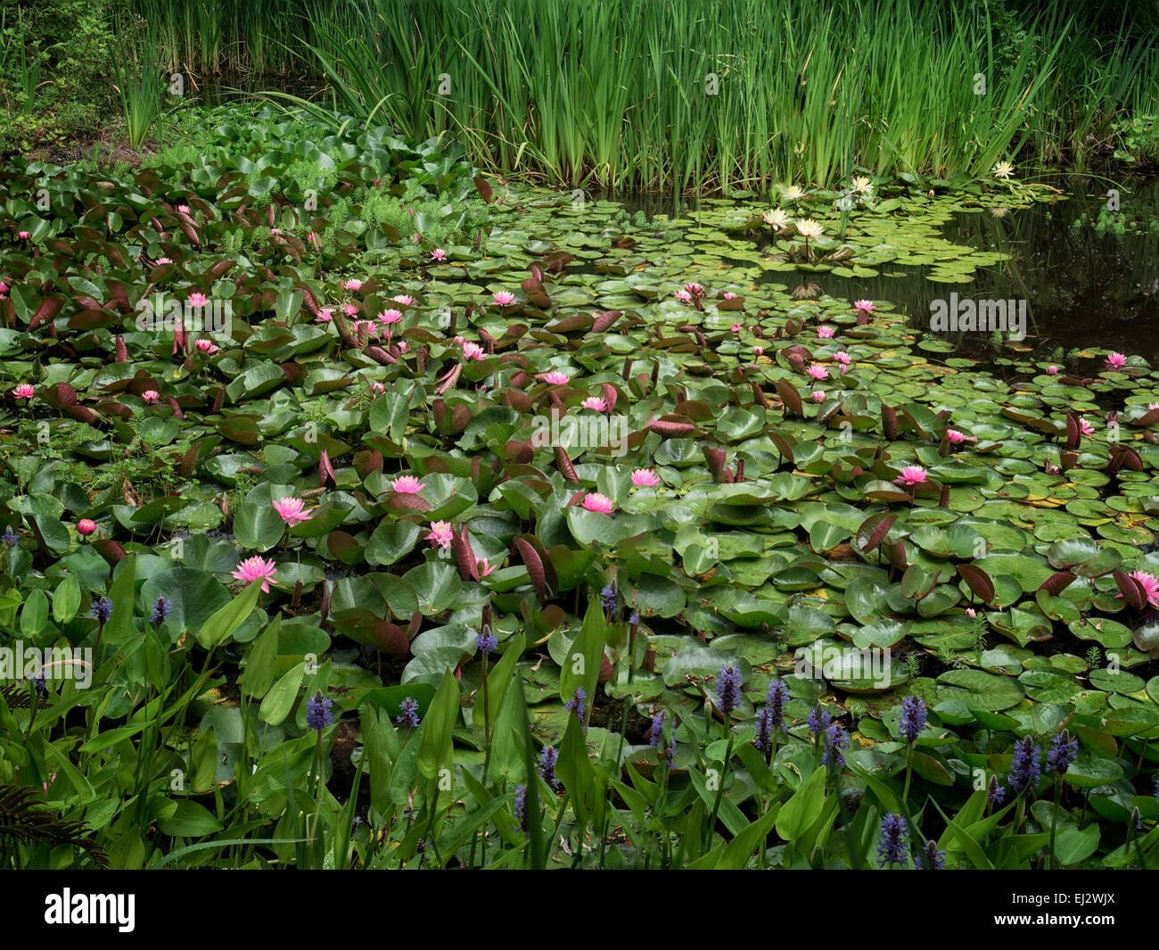 Large group of water lilies. Oregon. Stock Photo