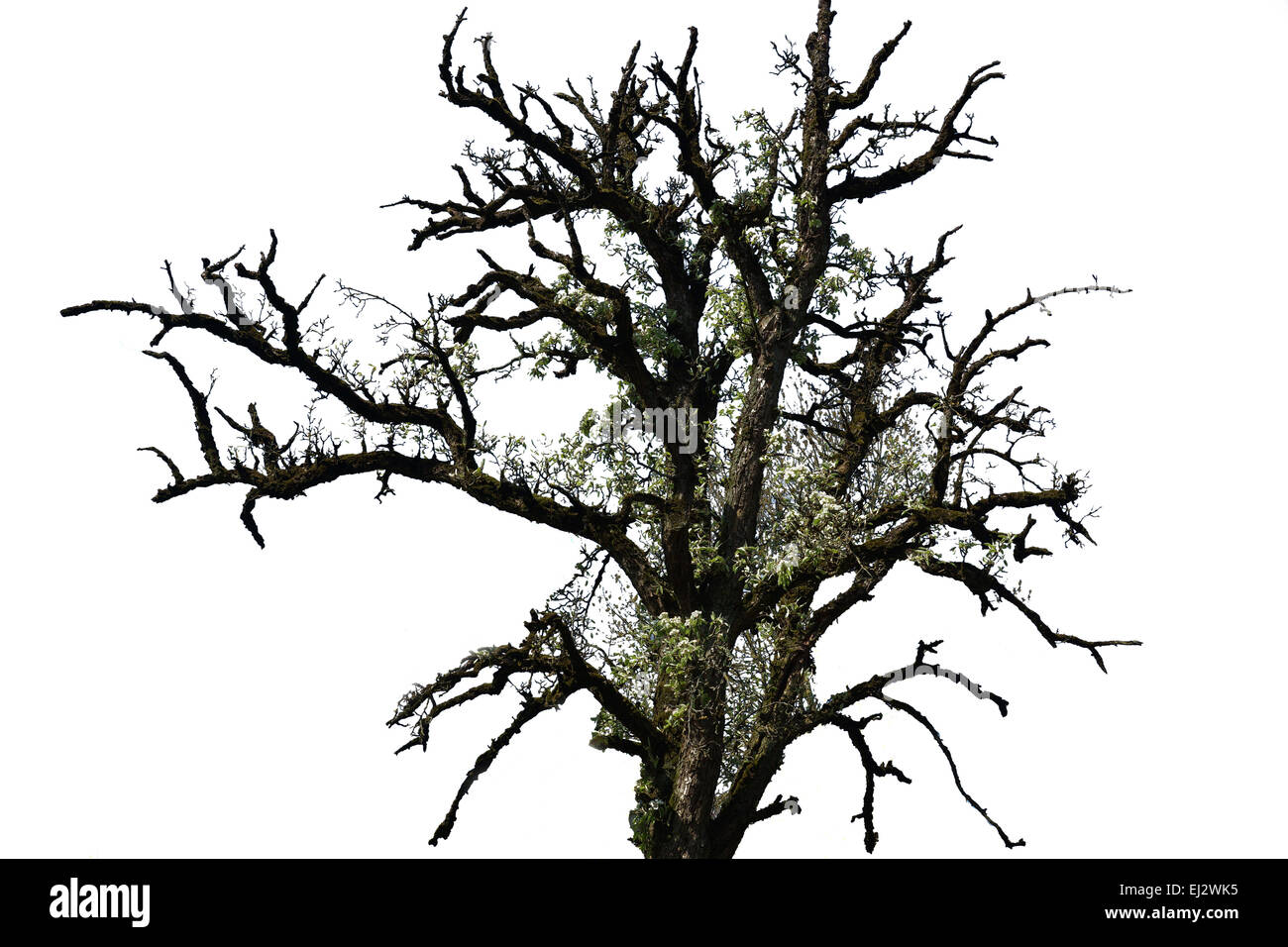 Dead cherry tree blooming in spring. Isolated on white background Stock Photo Alamy