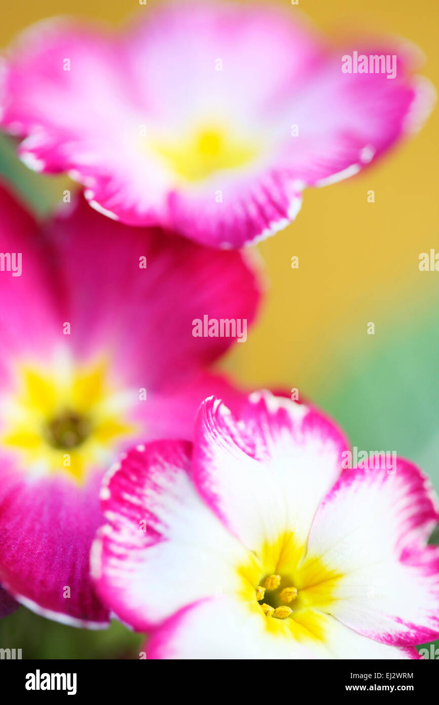 Early Spring flower much loved primrose Jane Ann Butler Photography JABP700 Stock Photo