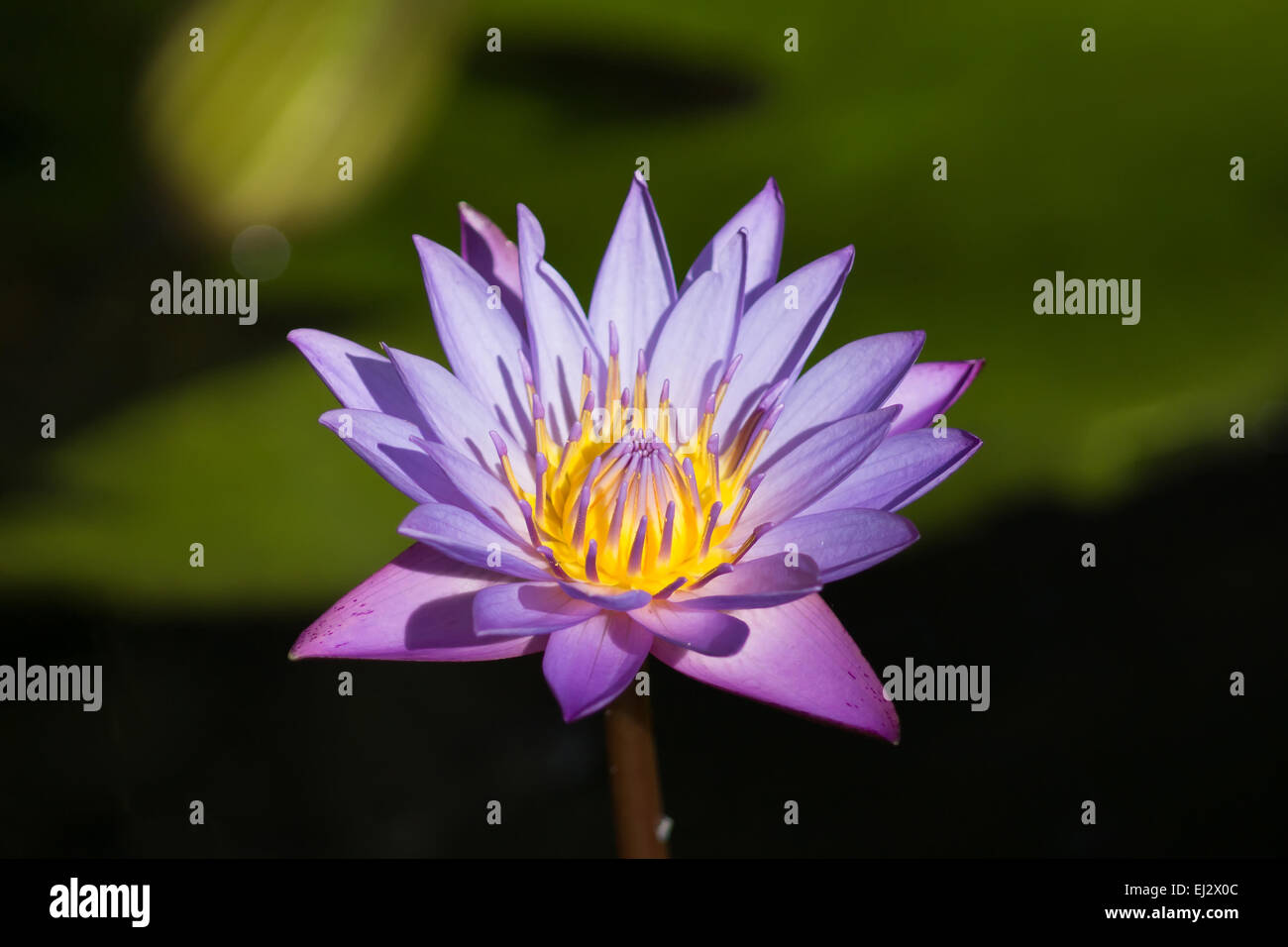 Violet water lily blooming in the pond Stock Photo - Alamy