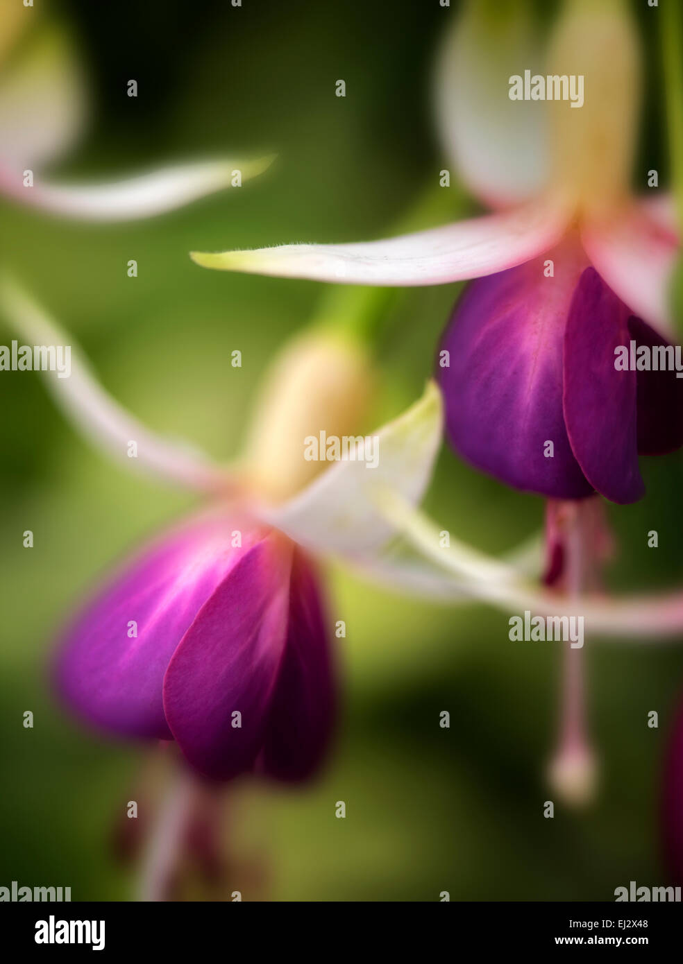 Queen Esther Fuchia. Stock Photo