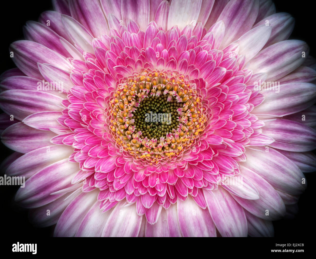 Close up of Gerbera flower Stock Photo