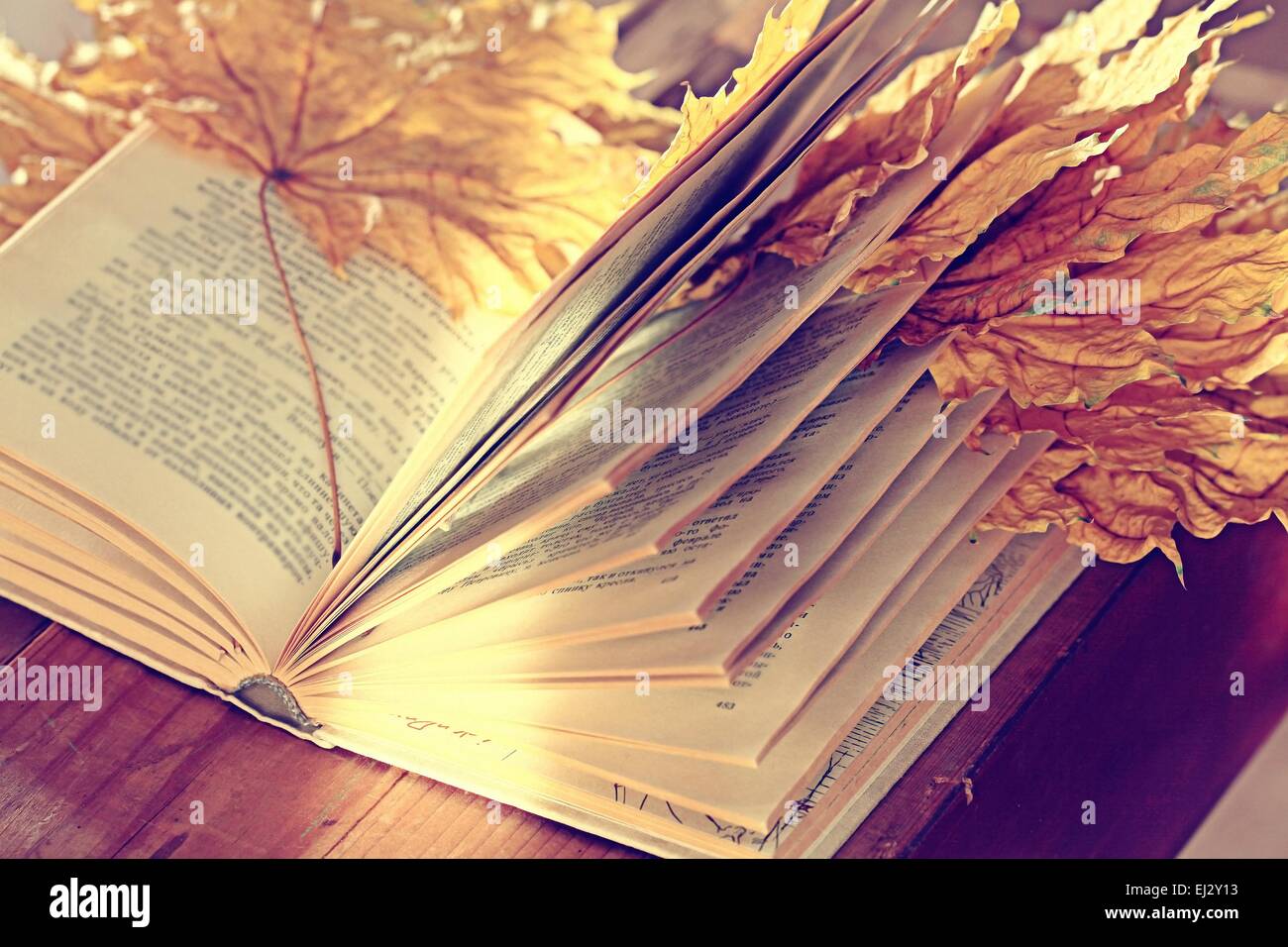 book pages yellow leaves of autumn concept Stock Photo Alamy