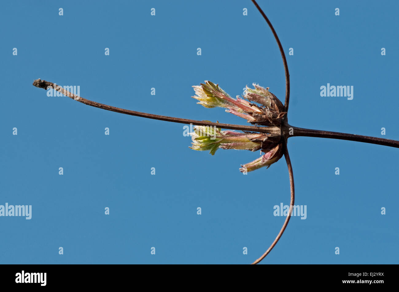 Clematis macropetala Blue Bird Leaf buds opening in Spring Stock Photo