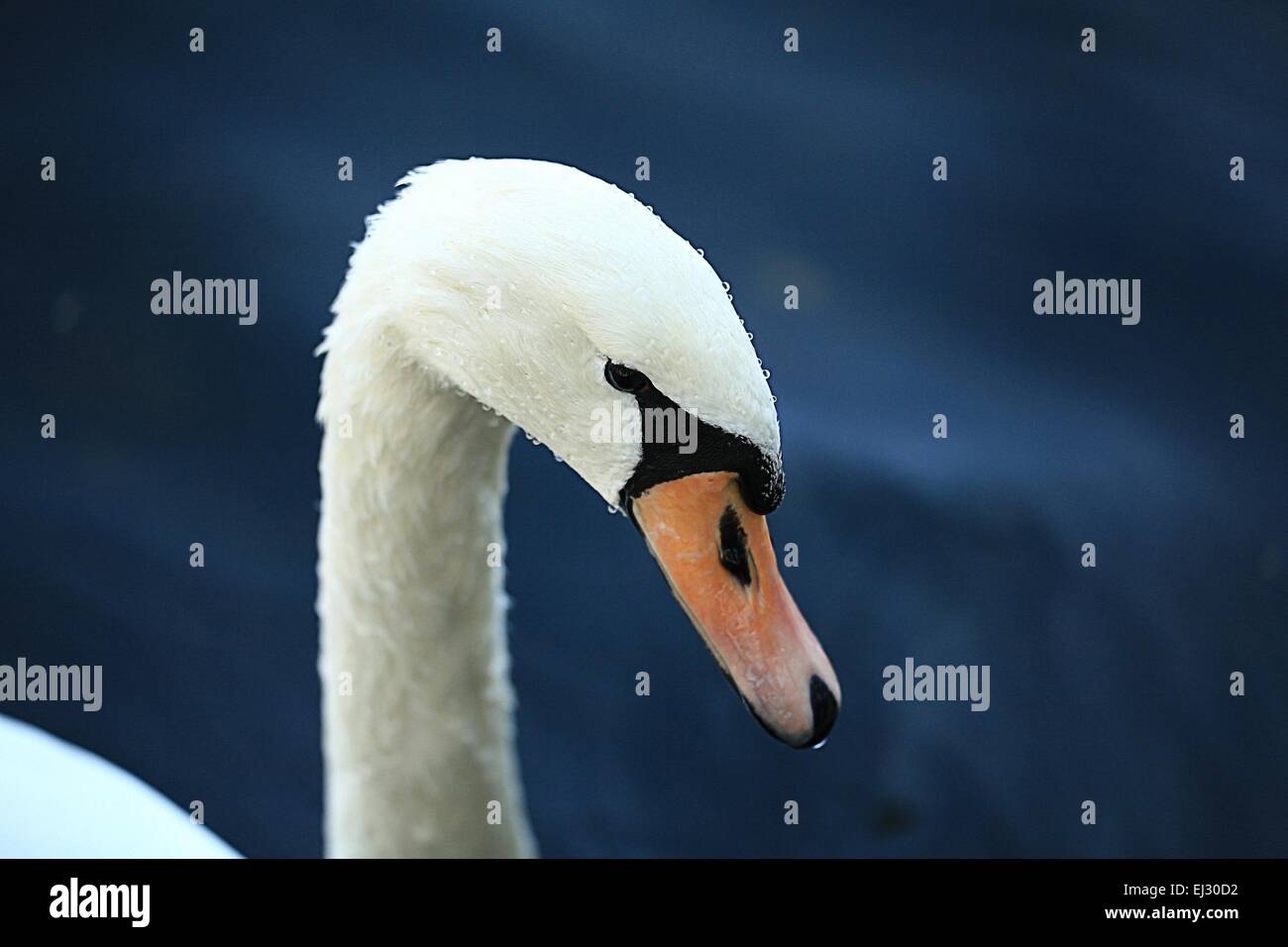 white swans in the lake Stock Photo - Alamy