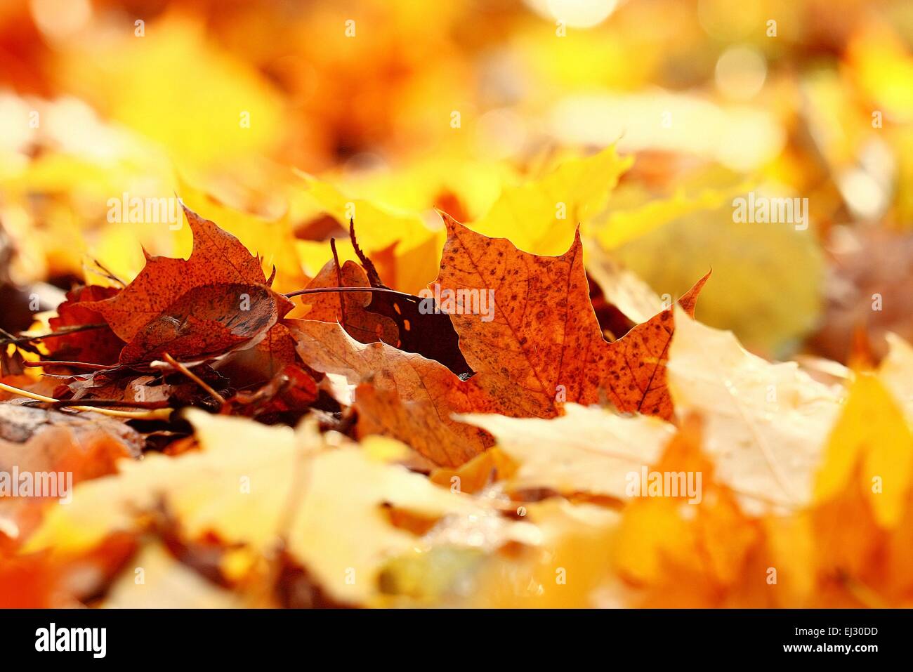 texture of yellow leaves on the ground park maples Stock Photo - Alamy